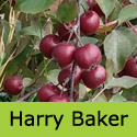 Crab Apple Tree Malus Harry Baker